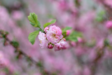  Pink spring sakura flowers on blurred background