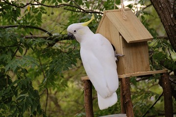 Sulphur crested cockatoo on a birdhouse and feeder