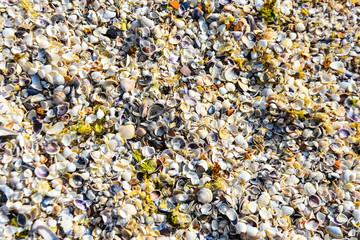 colorful sea shells as background