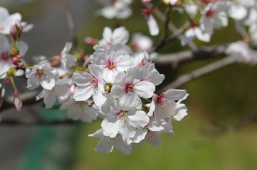 桜