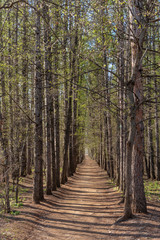 Trail among tall trees in the spring forest. Beautiful woodland landscape