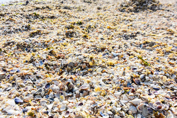 colorful sea shells as background