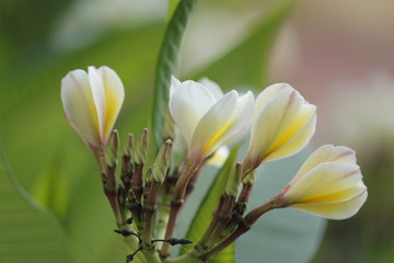 Fototapeta premium Champa flowers