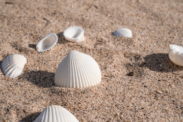Seashells and pebbles on the sand - summer travel background