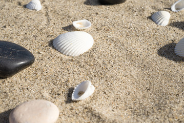 Fototapeta na wymiar Seashells and pebbles on the sand - summer travel background