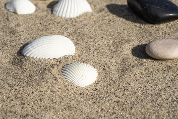Fototapeta na wymiar Seashells and pebbles on the sand - summer travel background