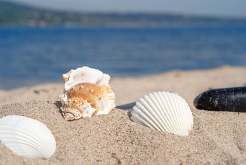 Seashells and pebbles on the sand and the sea in the background - summer traveling concept