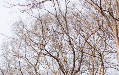 Dead tree on a white background