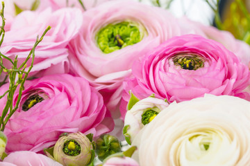 Persian buttercup. Bunch pale pink ranunculus flowers light background. Wallpaper, Horizontal photo .