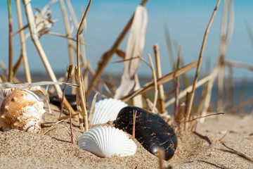 Seashells and pebbles on the shore with reeds and the sea in the background - summer traveling concept