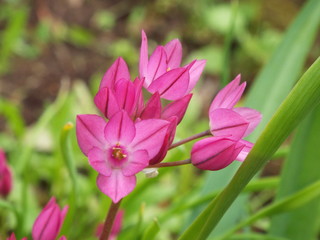 pink flower in garden