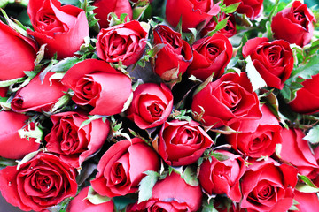 Top view colorful red bud roses flowers bouquet with leaves  texture , nature valentine background