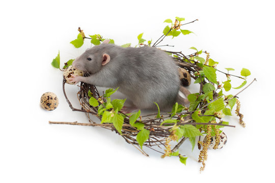 Cute rat on a white isolated background. Nest of birch branches. Next to the nest are quail eggs. Pets, rodents. Spring mood.