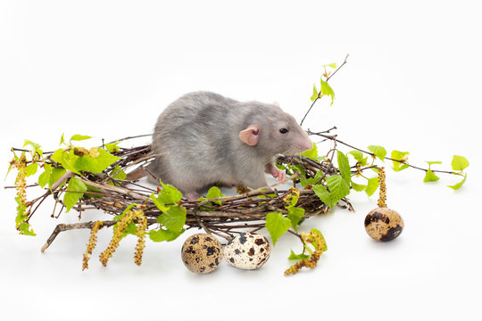 Cute rat on a white isolated background. Nest of birch branches. Next to the nest are quail eggs. Pets, rodents. Spring mood.
