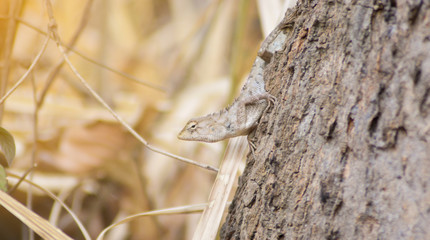 Chameleon in Thailand