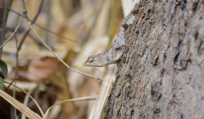 Chameleon in Thailand