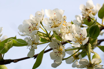 Blossom of pear tree (Pyrus sp.) on blue sky