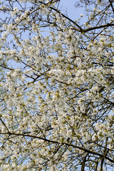 Blossoming Cherry tree ( Prunus sp.)