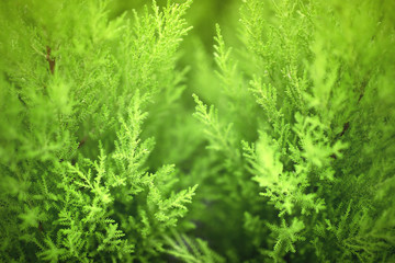Natural green plants landscape using as a background. Fresh concept. Ecology.