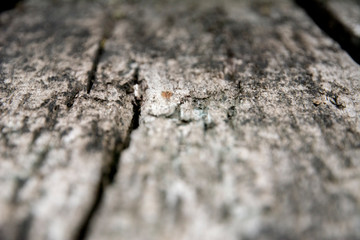 Old Wood Texture/ Wood Texture.