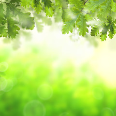 Abstract green background with green oak leaves and bokeh light