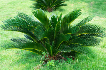 Cycas Revoluta, planted in a grass garden