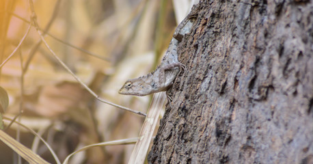 Chameleon in Thailand
