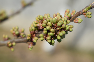 Sprig of kidney closeup.