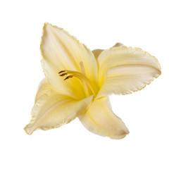 Plakat Yellow daylily flower isolated on white background.