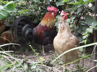 Петух и курица в кустах смородины