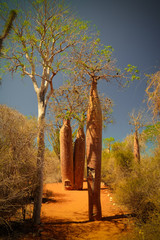Landscape with Adansonia rubrostipa aka fony baobab tree in Reniala reserve , Toliara, Madagascar