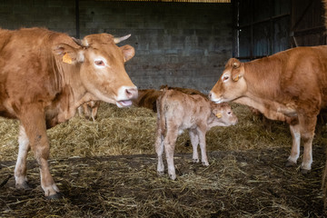 Vaches et veau dans une étable