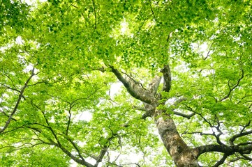 新緑のカエデ