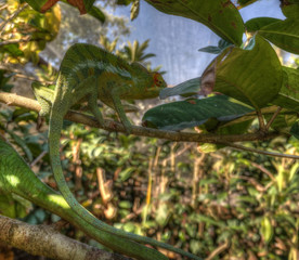 portrait of panther chameleon aka Furcifer pardalis in Andasibe-Mantadia National Park, Madagascar