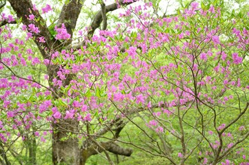 トウゴクミツバツツジ