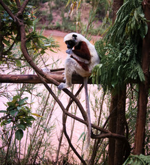 Portrait of the Coquerel's sifaka aka Propithecus coquereli at Lemurs park, Antananarivo, Madagascar