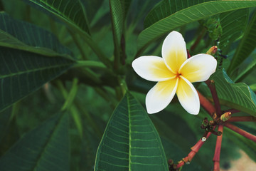 Fototapeta na wymiar plumeria. Yellow and white frangipani tropical flower