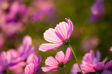 夕暮れ時の秋桜