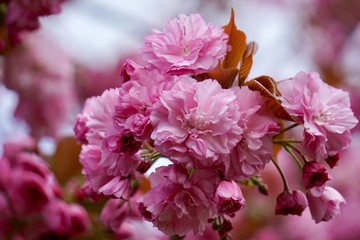 pink flower in the garden in springtime, flower with pink petals in the nature