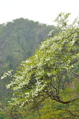 西丹沢 シロヤシオ木立ち