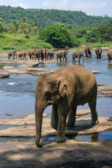Fototapeta na wymiar a herd of elephants swimming in the river on a Sunny day. jungle on the beach. palm tree. elephant nursery