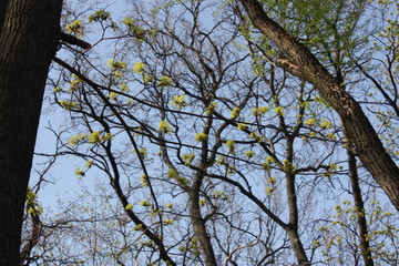 view of trees in the Park  