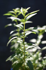 Zitronenverbene (Aloysia citrodora)