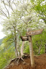 西丹沢 シロヤシオ咲く道