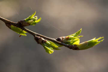 At the end of April from the swollen buds on the trees appear the first leaves.