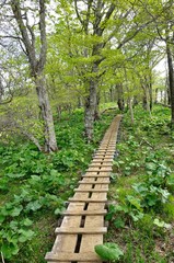 Fototapeta premium 緑の尾根道