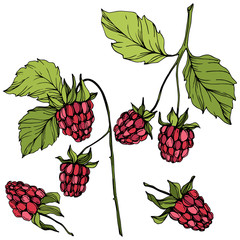 Vector Raspberry healthy food isolated. Red and green engraved ink art. Isolated berries illustration element.