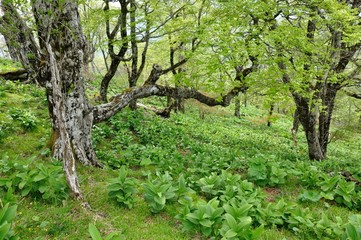 森を埋め尽くす若葉の群れ