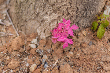 Spring sprouts, yellow-green，Tree bud