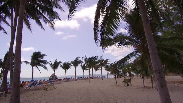 Palm beach tree